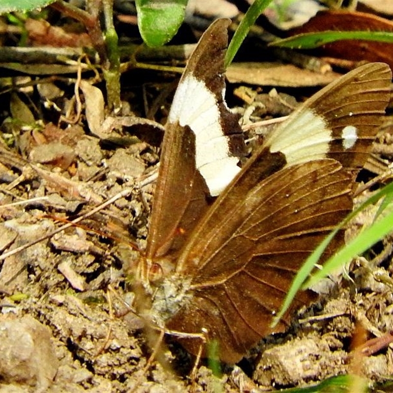 Heteronympha mirifica