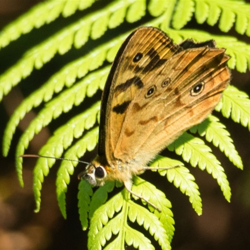 Heteronympha paradelpha