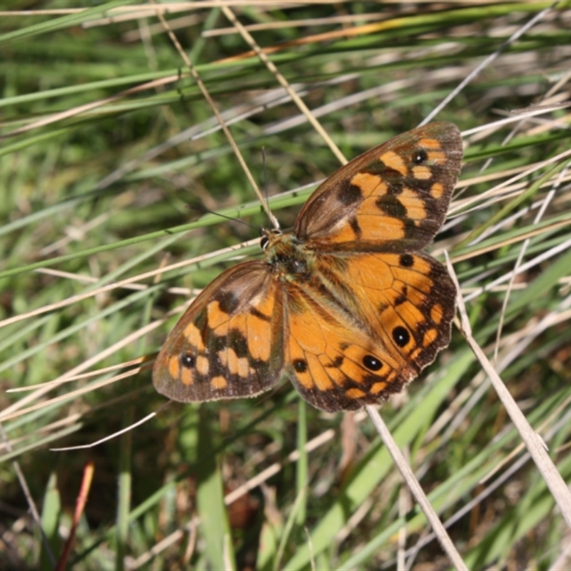 Heteronympha penelope