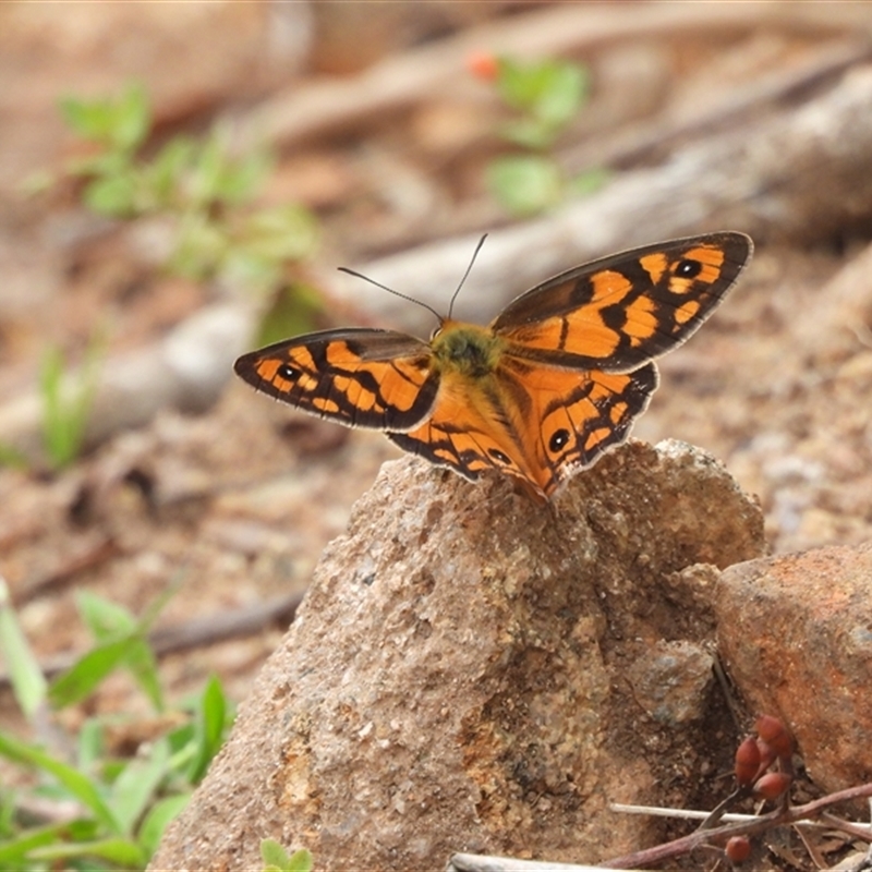 Heteronympha penelope