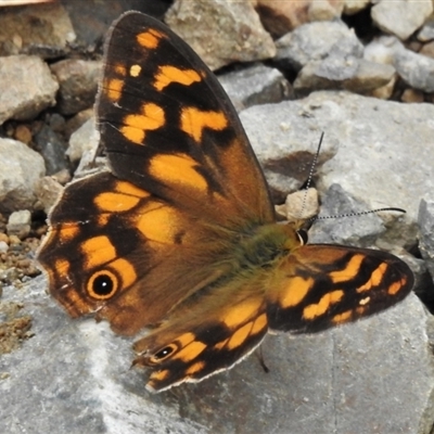 Heteronympha solandri