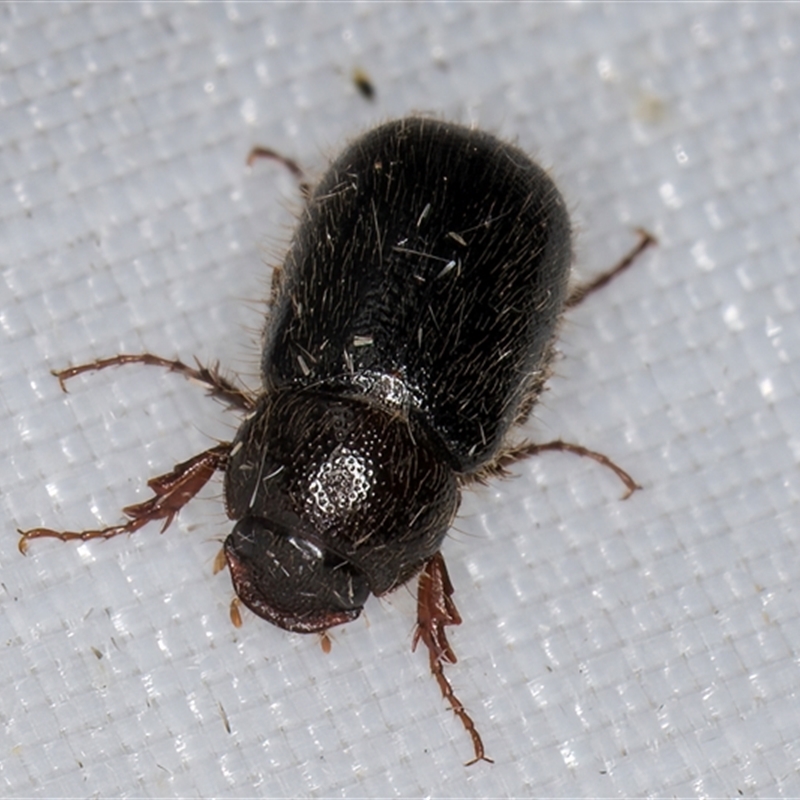 Heteronyx sp. (genus)