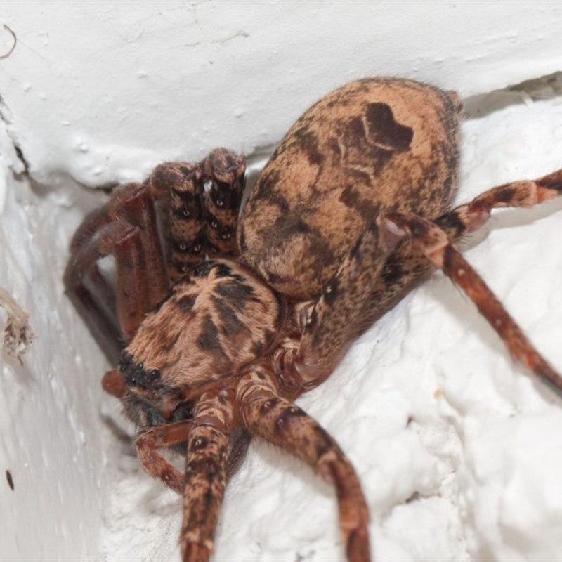 Heteropoda sp. (genus)