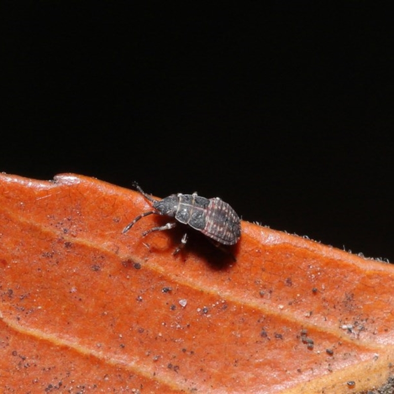 Heteroptera (suborder)