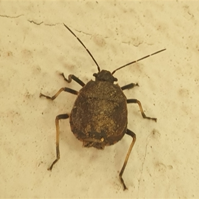 Heteroptera (suborder)