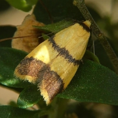 Heteroteucha translatella