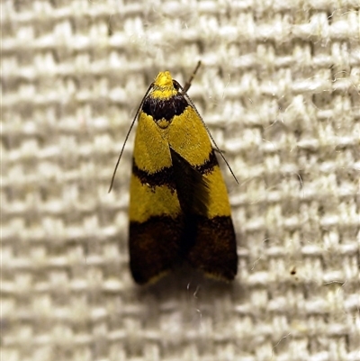 Heteroteucha translatella