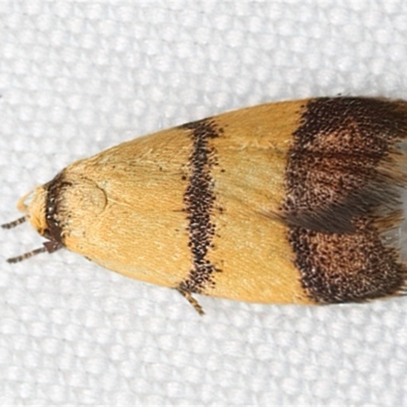 Heteroteucha translatella