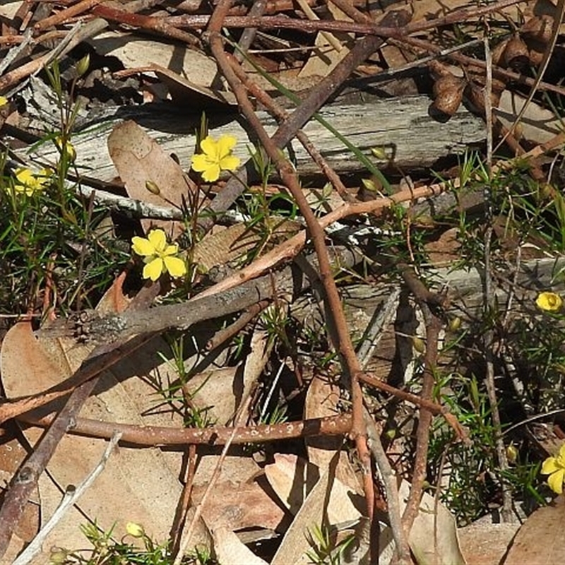 Hibbertia acicularis