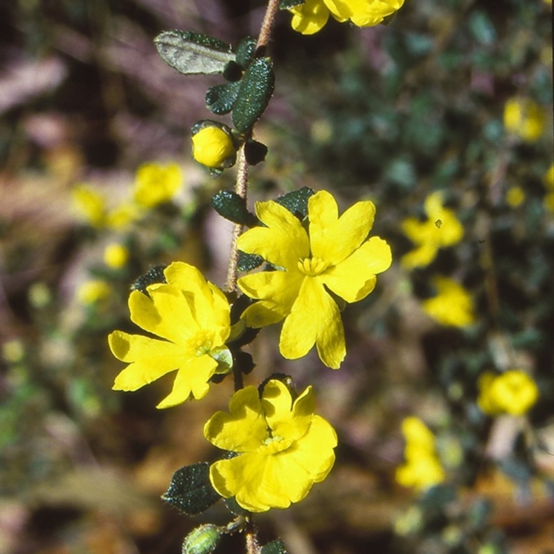 Hibbertia aspera subsp. aspera