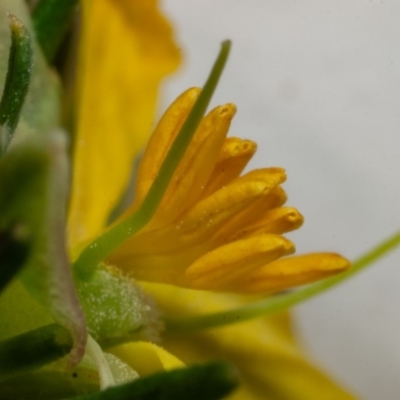 Hibbertia calycina