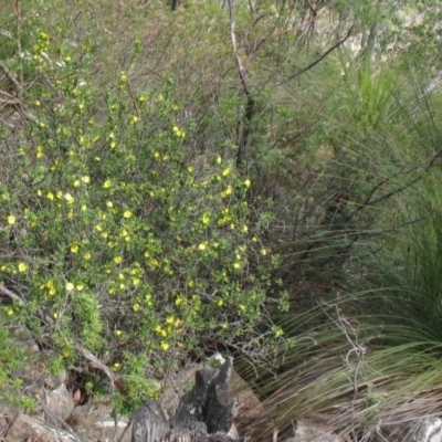 Hibbertia circinata