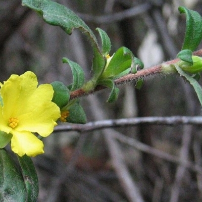 Hibbertia circinata