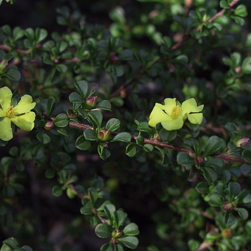 Hibbertia circumdans