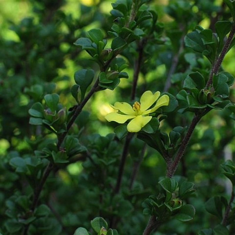 Hibbertia circumdans