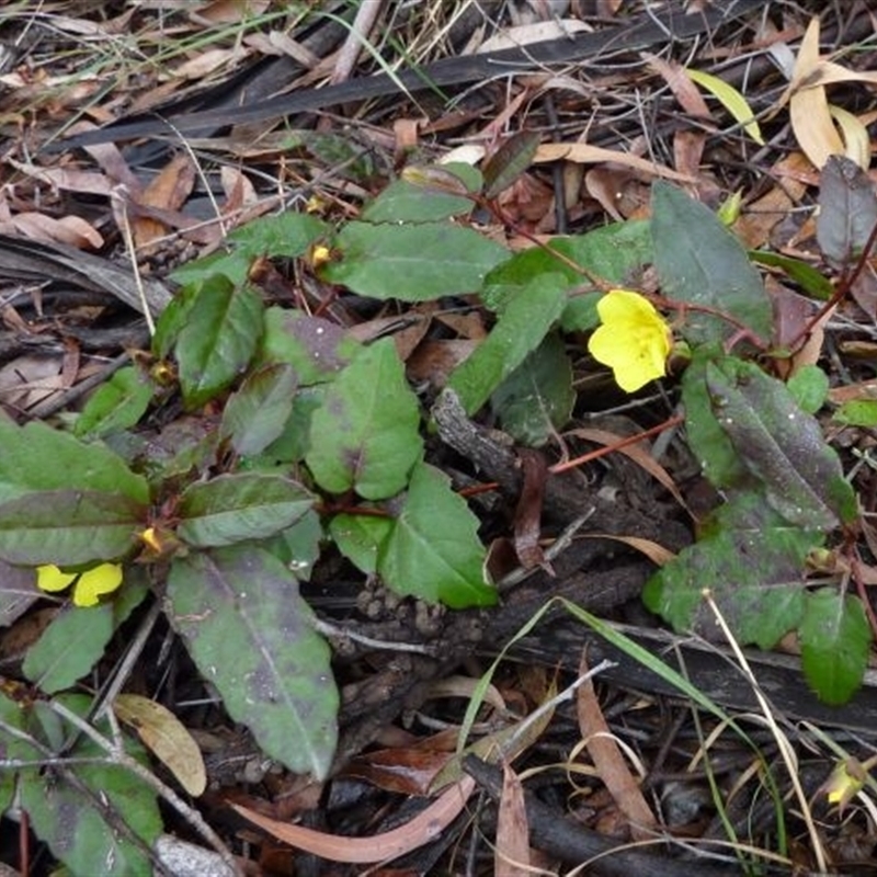 Hibbertia dentata