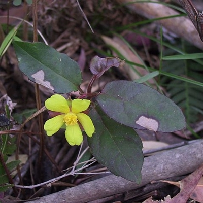 Hibbertia dentata