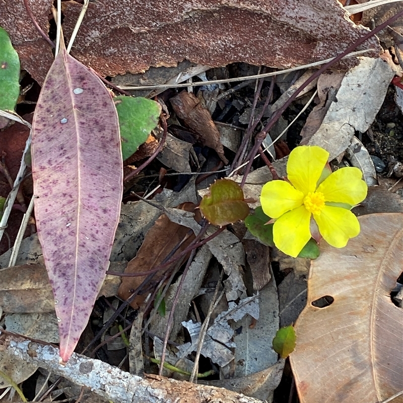 Hibbertia dentata