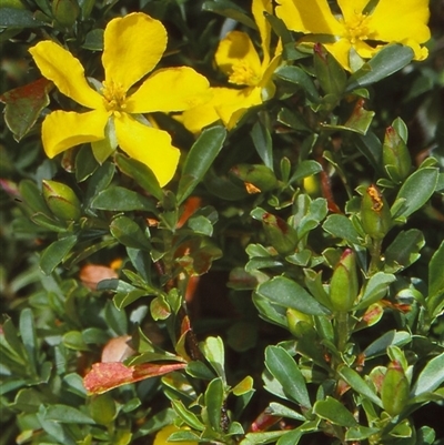 Hibbertia diffusa