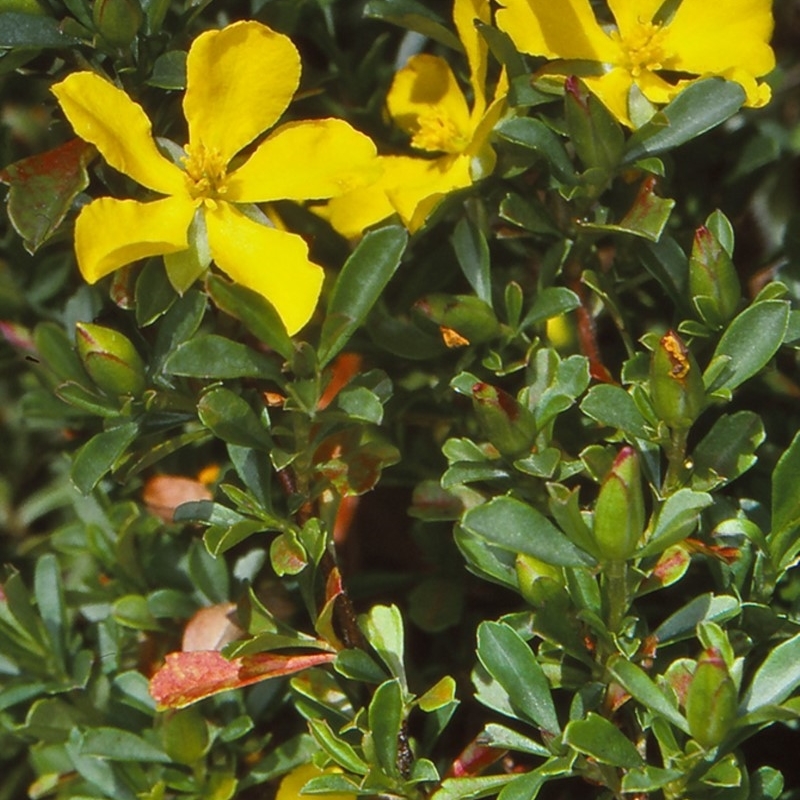 Hibbertia diffusa