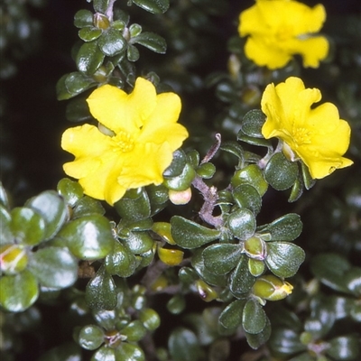 Hibbertia diffusa