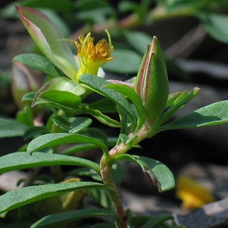 Hibbertia diffusa