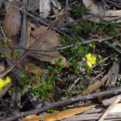 Hibbertia empetrifolia subsp. empetrifolia