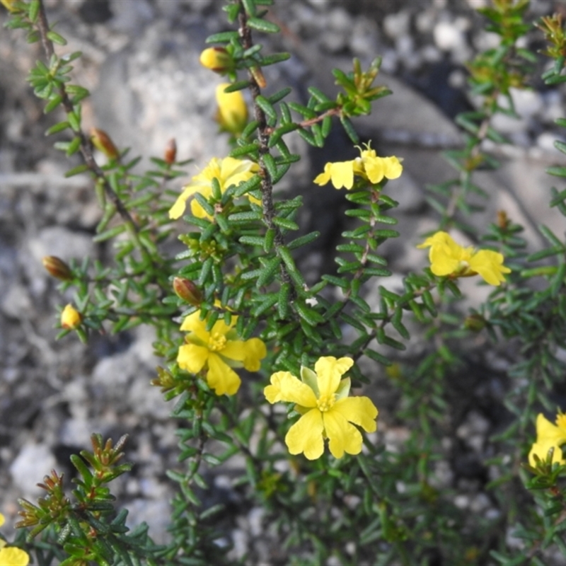Hibbertia ericifolia