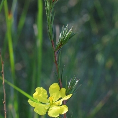 Hibbertia fasciculata