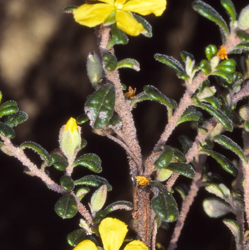 Hibbertia hermanniifolia subsp. recondita
