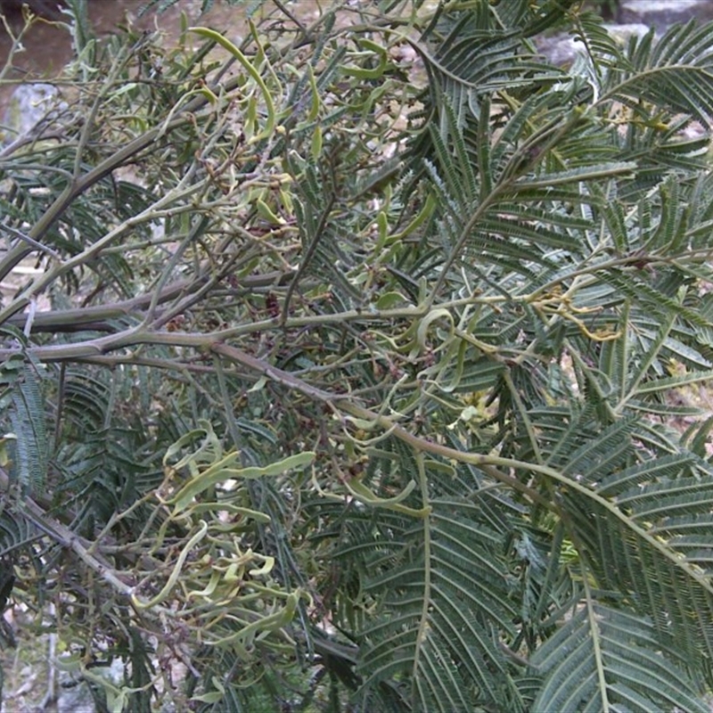 Acacia dealbata X Acacia decurrens