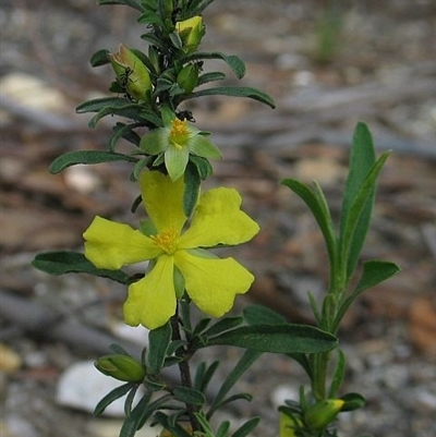 Hibbertia linearis