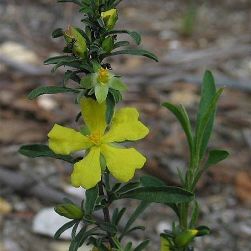 Hibbertia linearis