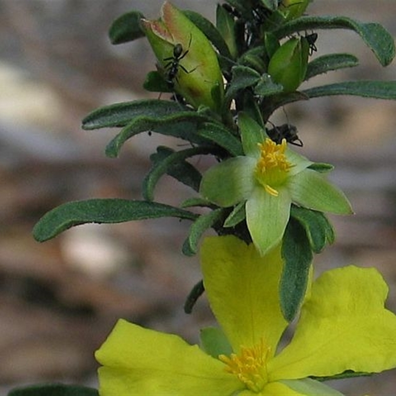 Hibbertia linearis