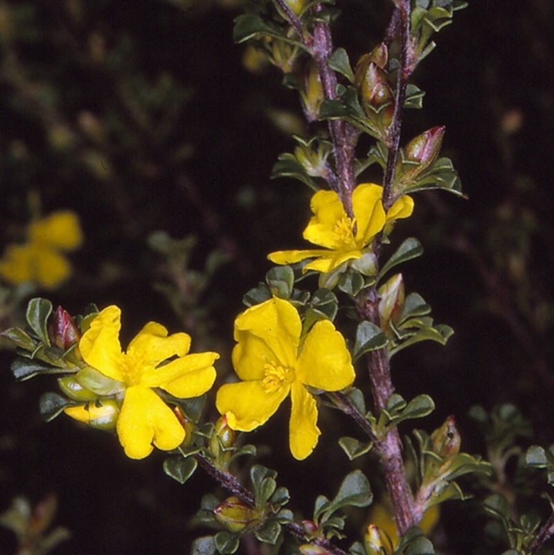 Hibbertia monogyna