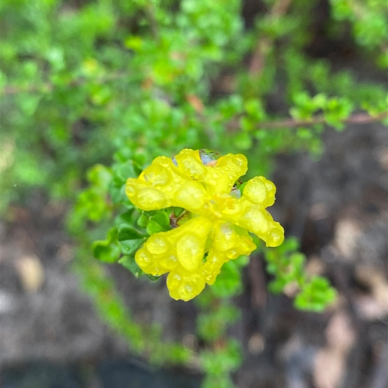 Hibbertia monogyna