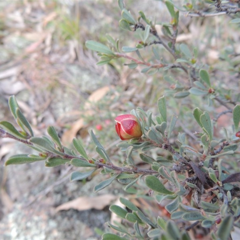 Hibbertia obtusifolia