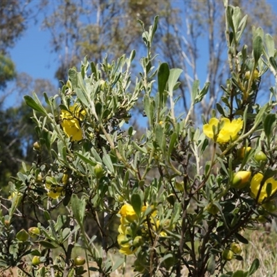 Hibbertia obtusifolia