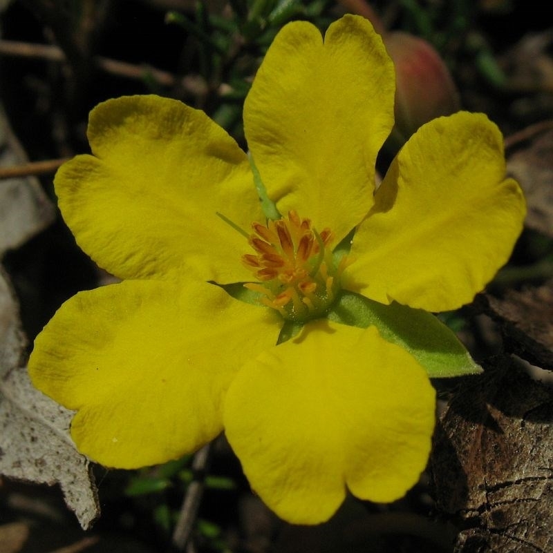 Hibbertia pachynemidium