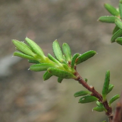 Hibbertia pachynemidium