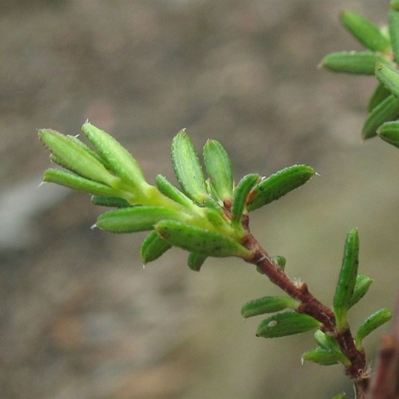 Hibbertia pachynemidium