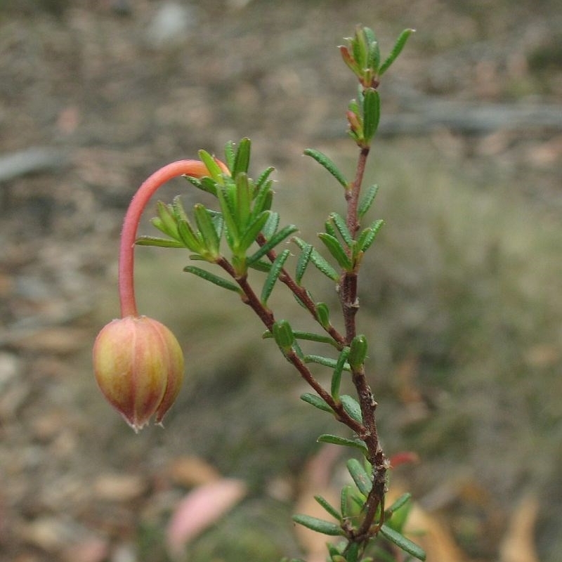 Hibbertia pachynemidium