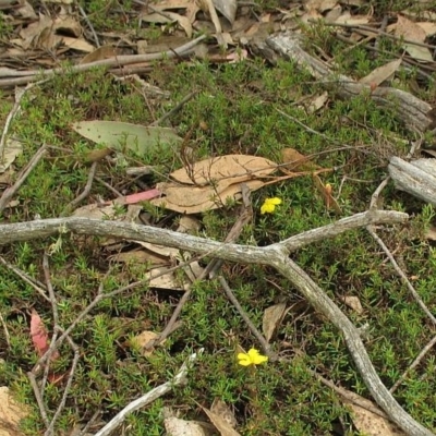 Hibbertia pedunculata