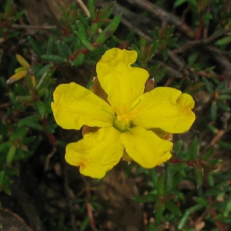 Hibbertia pedunculata