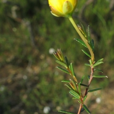 Hibbertia pedunculata