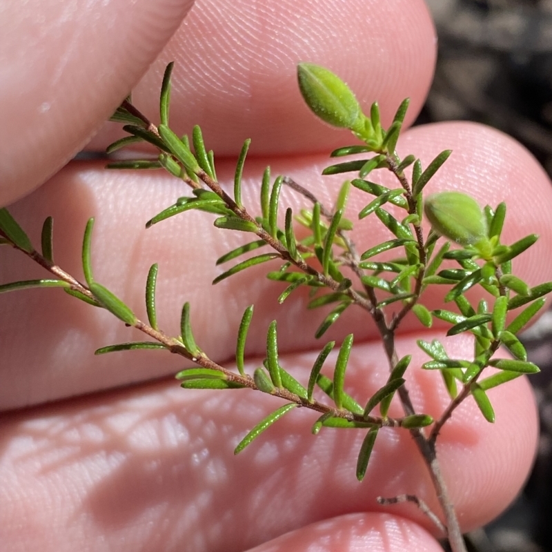 Hibbertia puberula