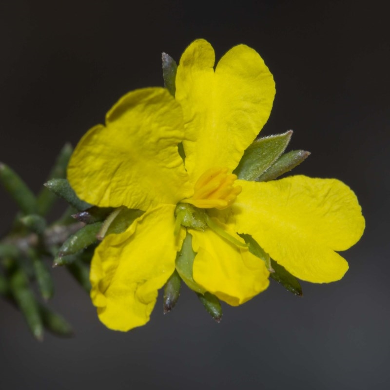 Hibbertia riparia