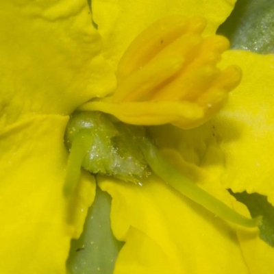 Hibbertia riparia