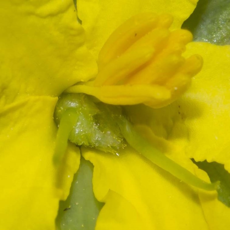 Hibbertia riparia