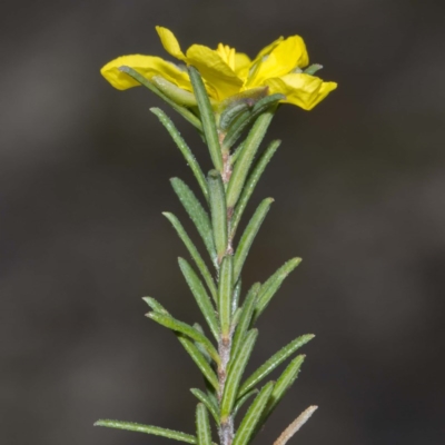 Hibbertia riparia